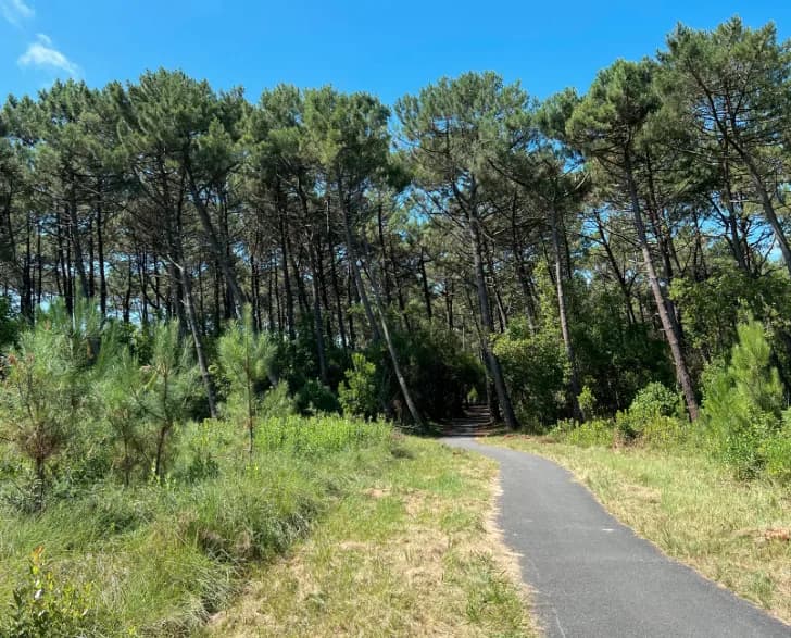 Entre forêt et mer